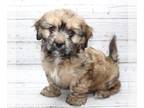 Cavaton PUPPY FOR SALE ADN-768981 - Male Cavaton Puppy