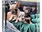 French Bulldog PUPPY FOR SALE ADN-768955 - French bulldog puppies