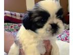 Shih Tzu PUPPY FOR SALE ADN-768949 - Beautiful shih tzu puppies