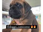 Cane Corso PUPPY FOR SALE ADN-768938 - Majestic Poblita 12 weeks female