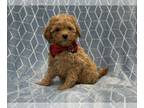 Cavapoo PUPPY FOR SALE ADN-768914 - Rex