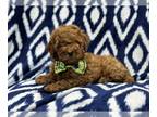 Cavapoo PUPPY FOR SALE ADN-768913 - Gizmo