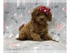 Cavapoo PUPPY FOR SALE ADN-768911 - Winnie