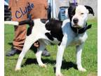 Adopt Clyde a Terrier