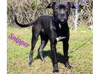 Adopt Snipper a Pit Bull Terrier