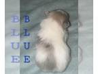 Yoranian PUPPY FOR SALE ADN-768881 - AE Party Pups By Design