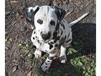 Dalmatian PUPPY FOR SALE ADN-768880 - Dalmatian puppy