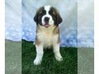 Saint Bernard PUPPY FOR SALE ADN-768878 - AKC Saint Bernard For Sale Sugarcreek