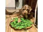 Adopt Toby a Wirehaired Terrier