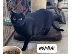 Adopt Wombat a Bombay