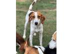 Adopt Sixty-One a Treeing Walker Coonhound