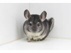 Adopt Bobby a Chinchilla