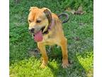 Adopt Guinness a Mixed Breed