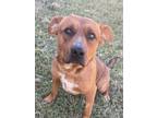 Adopt Fisher a Terrier, Boxer