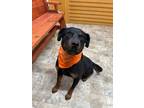 Adopt Faisal a Rottweiler