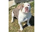 Adopt Chumley a American Bully