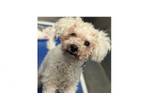 Adopt Bobby (Duplicate of Bobby 1825289) Delete 1996680 a Poodle
