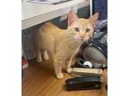 Adopt George a Domestic Short Hair