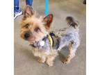 Adopt MAX a Yorkshire Terrier