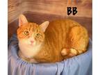 Adopt BB a Domestic Short Hair