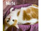 Adopt Nute a Domestic Short Hair