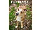 Adopt King George a American Staffordshire Terrier