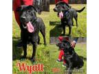 Adopt Wyatt a Labrador Retriever, Mixed Breed