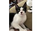 Adopt Ferdinand " B & W Male Kitten obsessed with ice " a Domestic Short Hair