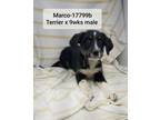 Adopt Marco a Terrier, Australian Cattle Dog / Blue Heeler