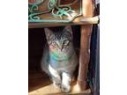 Adopt Wasabi a Domestic Short Hair