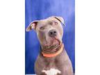 Adopt Raven a American Staffordshire Terrier