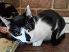 Adopt Scooby a Domestic Short Hair