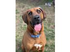 Adopt Wesson a Bloodhound, Boxer