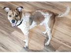 Adopt Roy a Jack Russell Terrier