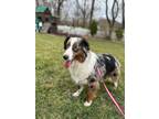 Adopt Brayden a Australian Shepherd