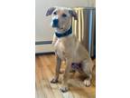 Adopt Draco a Golden Retriever, Great Dane