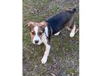 Adopt Skipper a Beagle, Australian Cattle Dog / Blue Heeler
