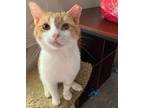 Adopt Maximus a Domestic Short Hair