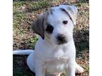 Adopt Mickey a Anatolian Shepherd, Pit Bull Terrier