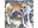 Adopt Buster a American Staffordshire Terrier