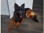 Adopt BRUCE WAYNE a German Shepherd Dog