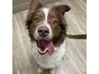 Adopt Ruger a Australian Shepherd