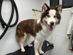 Adopt Blaze a Husky