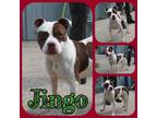 Adopt Jingo a Pit Bull Terrier