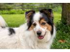 Adopt Hunter--SUCH A HAPPY FACE!! a Border Collie