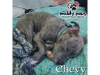 Adopt Chevy (Courtesy Post) a Pit Bull Terrier