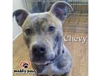 Adopt Chevy (Courtesy Post) a Pit Bull Terrier