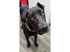 Adopt Archie a Great Dane