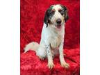 Adopt Washington *foster needed* a English Setter, Australian Shepherd