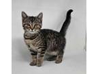 Adopt Idaho a Domestic Short Hair, Tabby